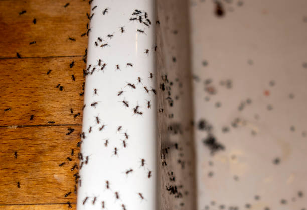 Professional Pest Control in Warsaw, IN